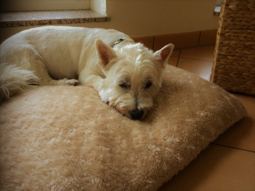 Hygge mit Hund